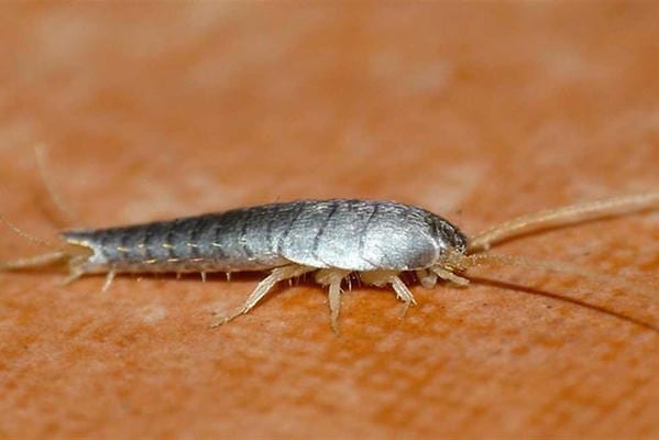 الرئيسية Kervex - كيرفيكس الألمانية أفضل شركة مكافحة حشرات أقوى طرق مكافحة السمكة الفضية في مصر 2026