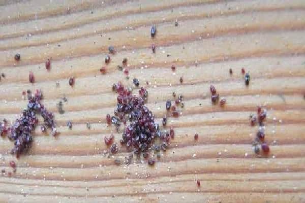 أقوى طرق مكافحة سوس الخشب في مصر 2026